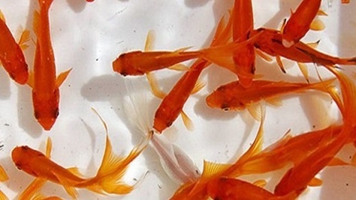 توصیه بهداشتی برای خرید ماهی قرمز شب عید