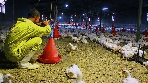 احتمال تعطیلی مرغداران خرد پس از حذف ارز ترجیحی