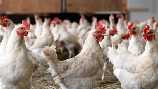 چالشهای صنعت مرغداری ; از نهاده تا واکسن