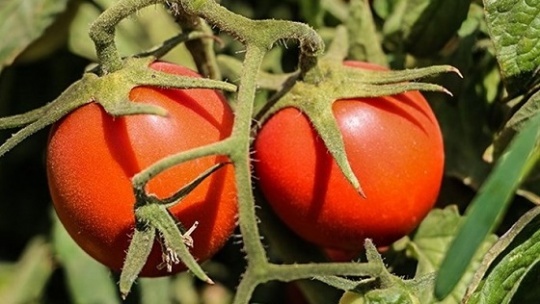 ارزش چهره فرانسوی ها