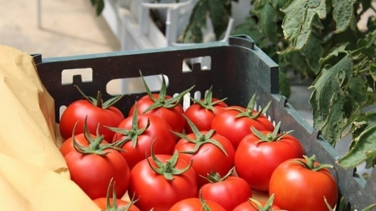 بازگشت قیمت گوجه فرنگی به نرخ های قبلی