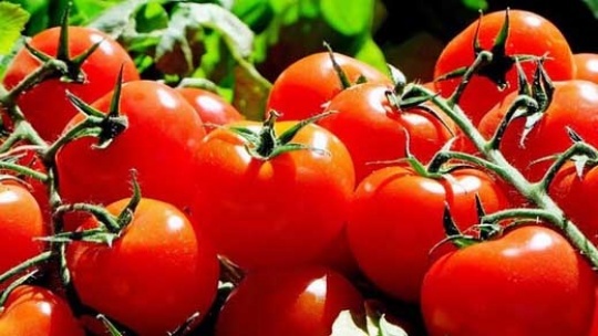 قیمت گوجه فرنگی کاهش یافت