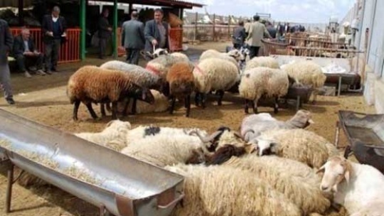 صادرات دام زنده ممنوع است؟