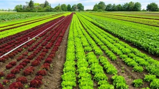 ممنوعیت صادرات 4 محصول کشاورزی لغو شد