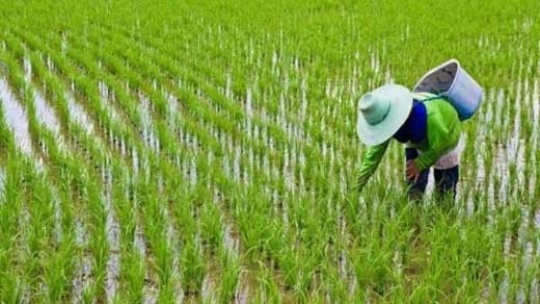 کشت برنج فقط در شمال کشور مجاز است