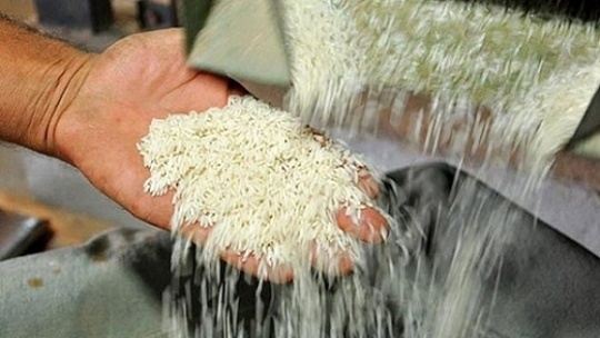 5 عامل رشد بیرویه قیمت برنج