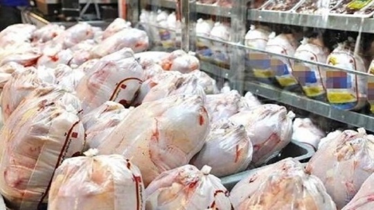 دولت مرغ مازاد مرغداران را خریداری می کند
