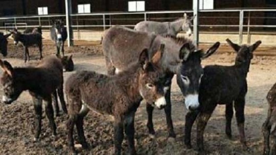 پنیر الاغ کیلویی 25 میلیون تومان !