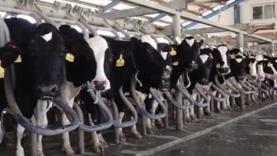 دامدار کارت جدید صادر شد