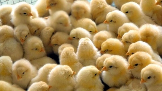 دفن زنده جوجه ها با یک هدف کثیف!