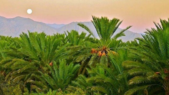 عربستان سعودی در صدر کشورهای صادرکننده خرما