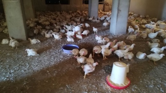 معدوم‌سازی مرغ با وزن بیش از 1.2 کیلوگرم منطقی نیست