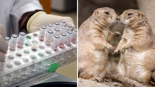 آبله میمون از چه حیوانی به انسان منتقل می شود؟ علائم و نحوه سرایت این بیماری چیست؟ 