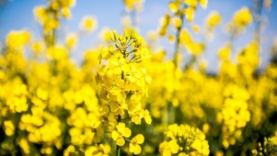 اعلام قیمت جدید خرید تضمینی کلزا و سویا