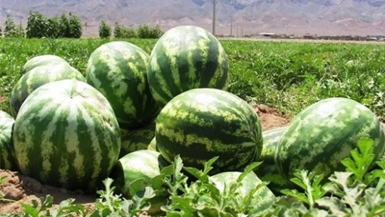 صادرات محصولات کشاورزی آب‌بر در نقطه پایان