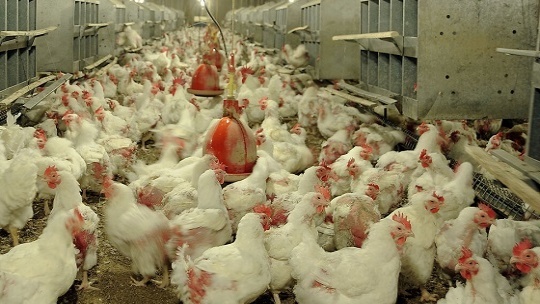صنعت مرغداری در حال فروپاشی
