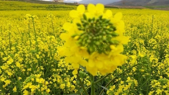 قیمت خرید تضمینی کلزا، 23500 تومان