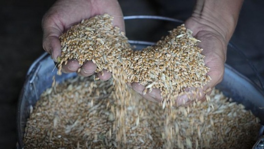 تلاشهای بینالمللی برای افزایش صادرات غلات اوکراین