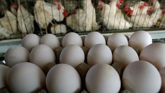 مرغداران در هر کیلو تخم مرغ، 18 هزار تومان ضرر میکنند