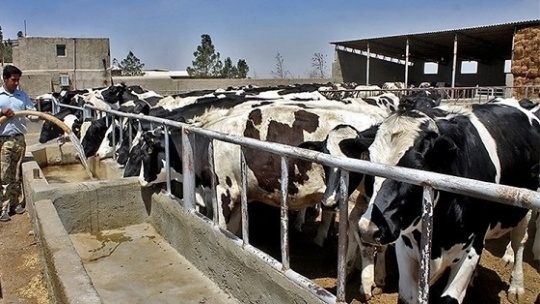 سیـاست دامی در مسیر نادرست