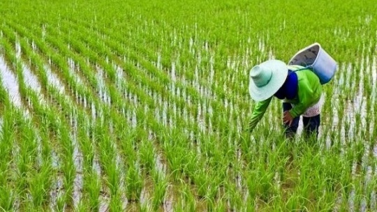 افسار گرانی برنج با آغاز فصل برداشت کشیده شد