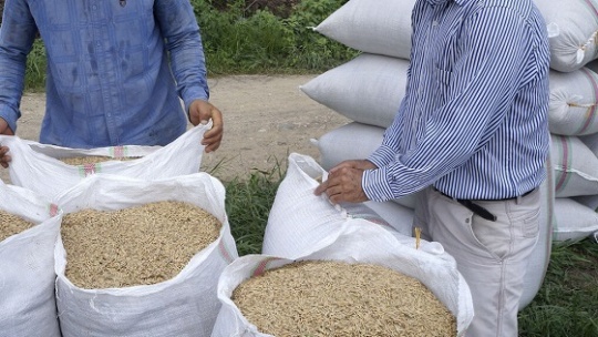 قیمت برنج شمال بین 70 تا 110 هزار تومان