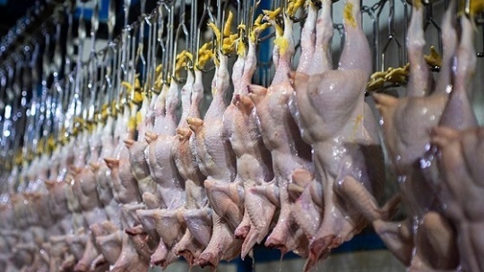 عرضه گوشت مرغ از تقاضا پیشی گرفت