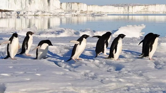 چرا پنگوئنها توانایی پرواز را از دست دادند؟