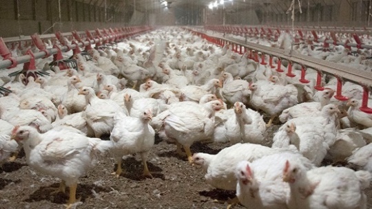 هشدار وزارت جهاد به مرغدارانی که جوجه‌ریزی نکنند