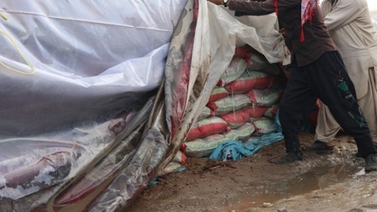 خسارت برنجهای بارانزده پای کیست؟