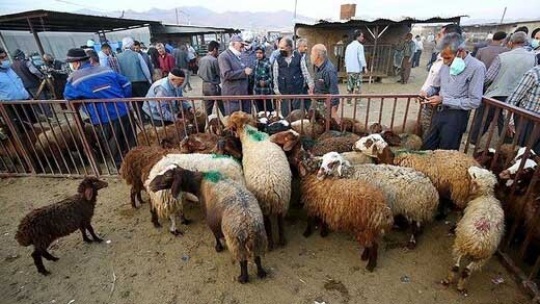 قیمت دام و گوشت قرمز در ایام محرم چه تغییری کرد؟