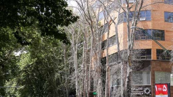 ۱۱۷ میلیارد تومان جریمه خشکاندن درختان خیابان ولیعصر