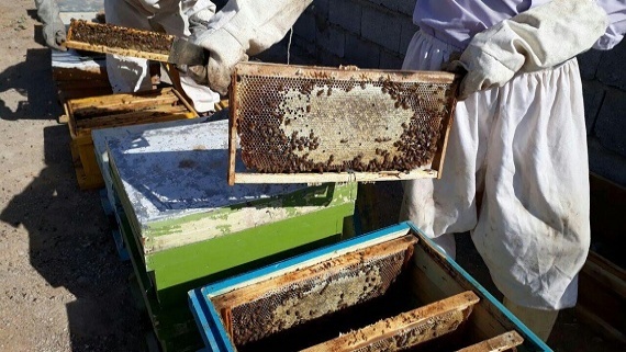 ارزش افزوده 20 برابری زنبور عسل برای صاحبانش