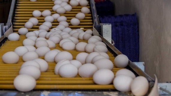 قیمت هر کیلوگرم تخم مرغ اعلام شد