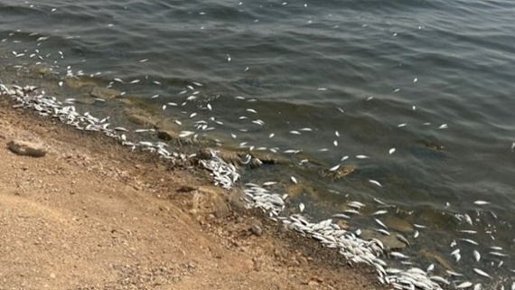 ادامه مرگ ماهیان در ماهشهر؛ ماجرا چیست؟ + عکس