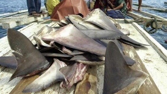 کشتار کوسههای چابهار برای سوپ بال خارجیها