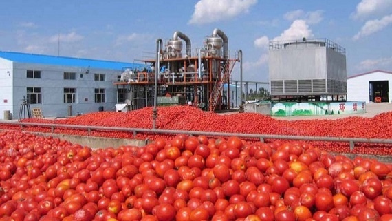 مقاومت تولیدکنندگان برای کاهش قیمت رب گوجه