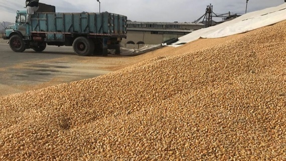 آغاز طرح تهاتر دام با نهاده دامی در کشور