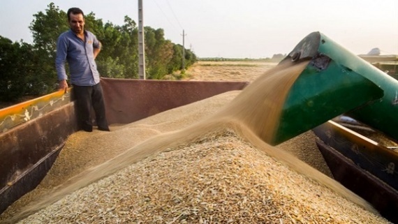 نرخ پیشنهادی خرید گندم تضمینی