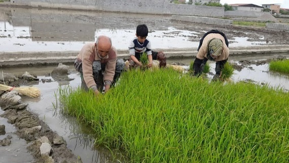 دام دلالان برای برنجکاران