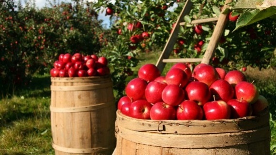 اعلام قیمت تضمینی محصولات باغی + جدول