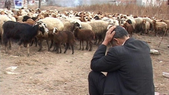 قیمت هر کیلو دام زنده به 70 هزار تومان رسید