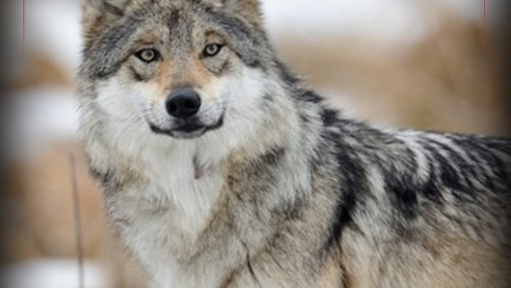 هجوم گرگاس به روستای درفک سبزوار