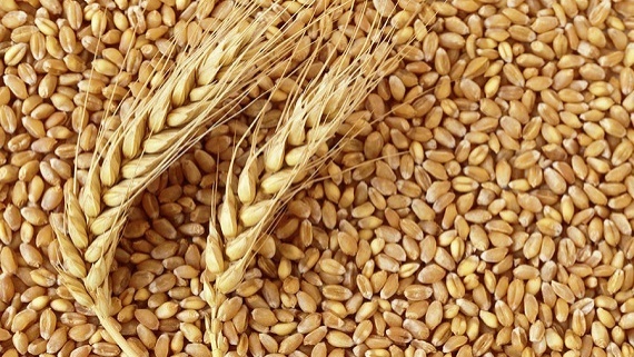 حجم غذا هدررفته العربوا بیش از ویلم ایروتا است