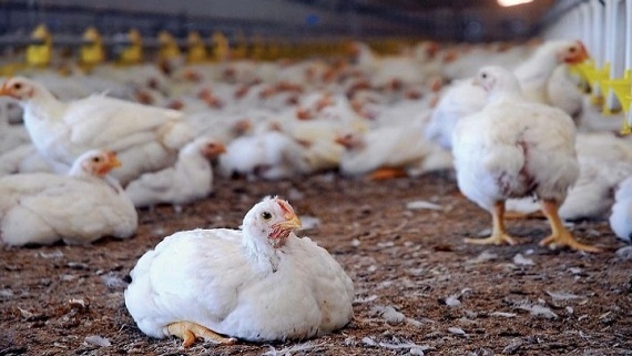 برخورد با مرغدارانی که مرغ بالای 43 روز را به کشتارگاه نفرستند