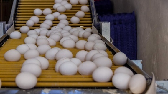 گرانفروشی عجیب تخم مرغ