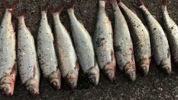 قیمت انواع ماهی در بازار امروز