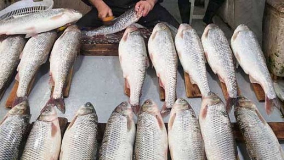 آخرین قیمت ماهی در بازار