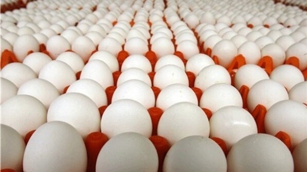 آژیر قرمز کمبود تخم مرغ