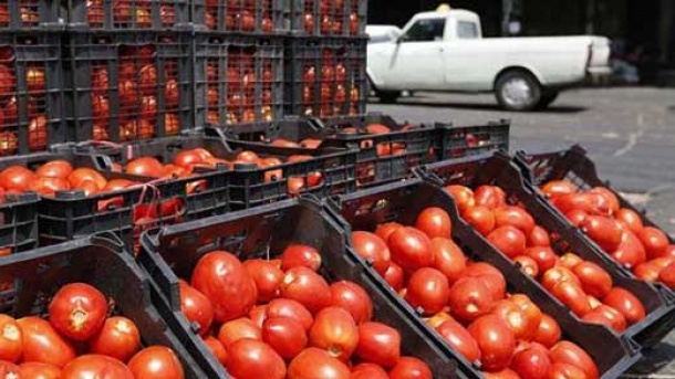 گوجه فرنگی ارزان می شود؟